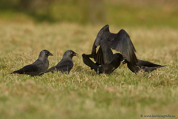 Kraaiachtigen, Bart Fotografie-090