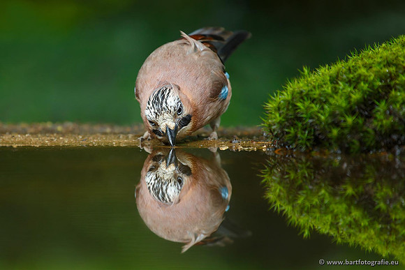 Kraaiachtigen, Bart Fotografie-091
