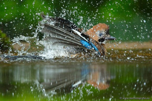 Kraaiachtigen, Bart Fotografie-092