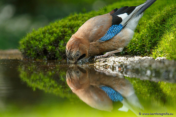 Kraaiachtigen, Bart Fotografie-093