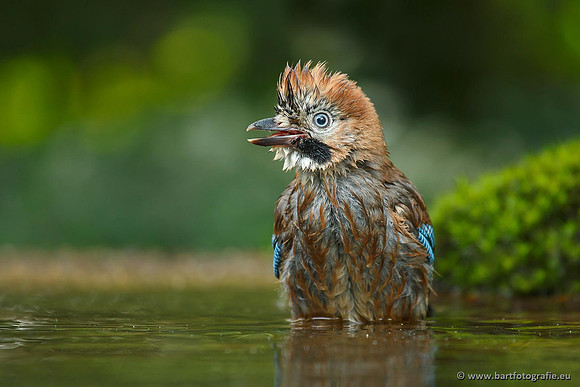 Kraaiachtigen, Bart Fotografie-096