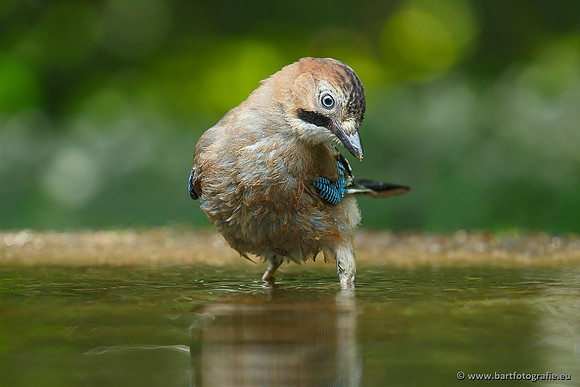 Kraaiachtigen, Bart Fotografie-097