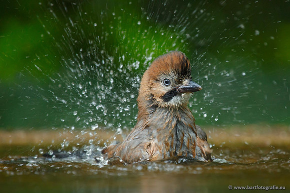 Kraaiachtigen, Bart Fotografie-098
