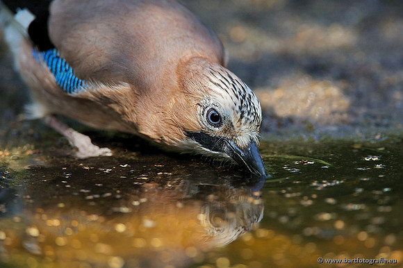 Kraaiachtigen, Bart Fotografie-100