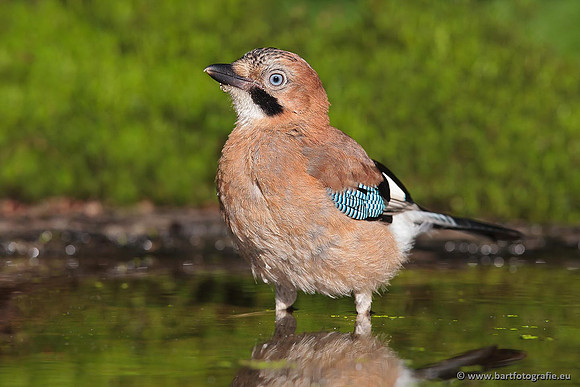 Kraaiachtigen, Bart Fotografie-099
