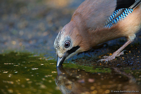 Kraaiachtigen, Bart Fotografie-101