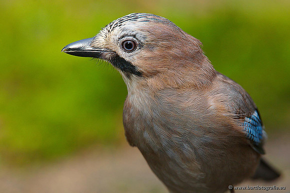 Kraaiachtigen, Bart Fotografie-103