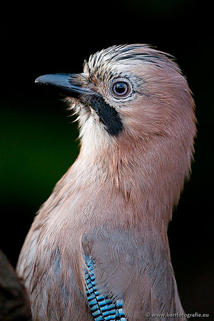 Kraaiachtigen, Bart Fotografie-105