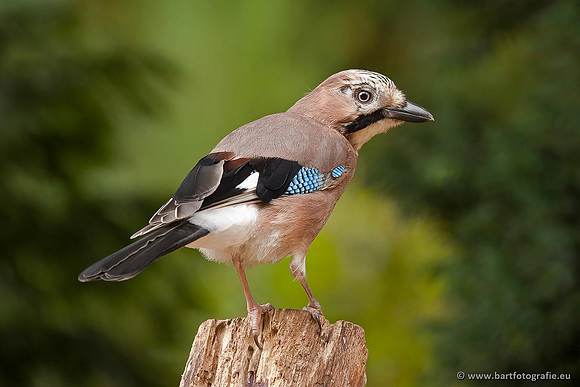 Kraaiachtigen, Bart Fotografie-106
