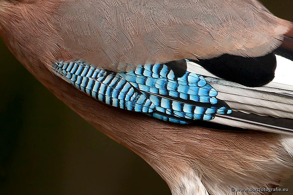 Kraaiachtigen, Bart Fotografie-108