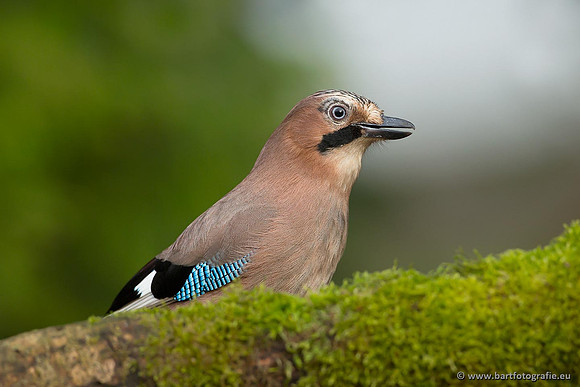 Kraaiachtigen, Bart Fotografie-109