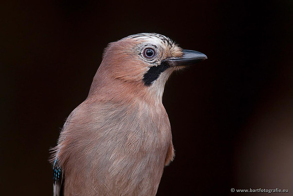 Kraaiachtigen, Bart Fotografie-111