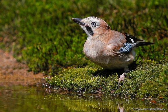 Kraaiachtigen, Bart Fotografie-112