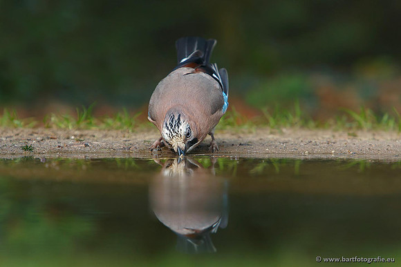 Kraaiachtigen, Bart Fotografie-114