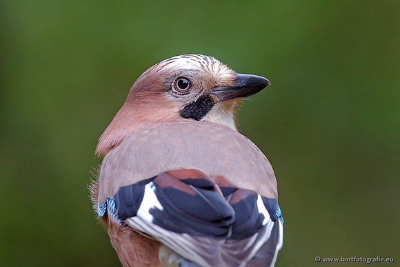 Kraaiachtigen, Bart Fotografie-116