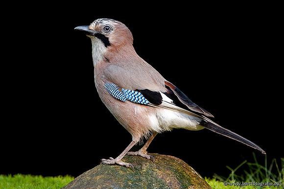 Kraaiachtigen, Bart Fotografie-117