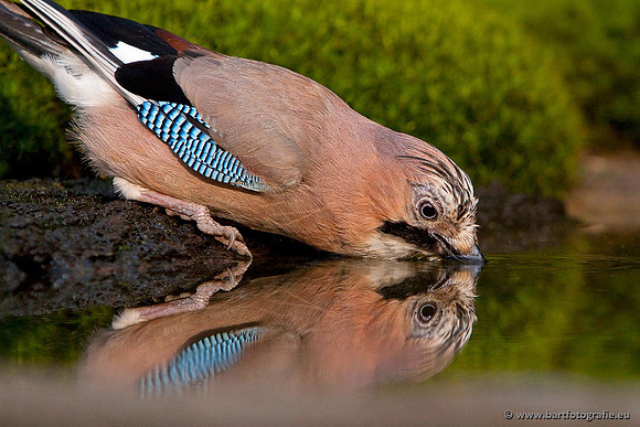 Kraaiachtigen, Bart Fotografie-118