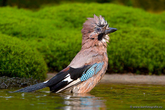 Kraaiachtigen, Bart Fotografie-120