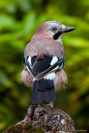 Kraaiachtigen, Bart Fotografie-119