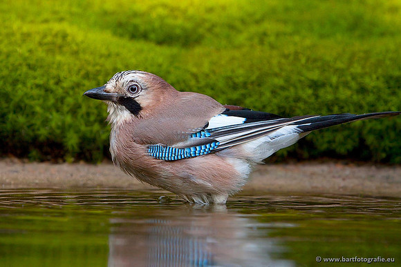 Kraaiachtigen, Bart Fotografie-122