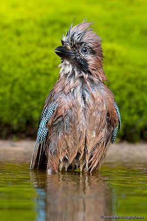 Kraaiachtigen, Bart Fotografie-121