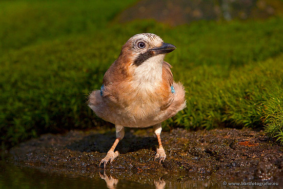 Kraaiachtigen, Bart Fotografie-123