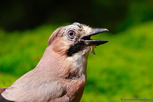 Kraaiachtigen, Bart Fotografie-124