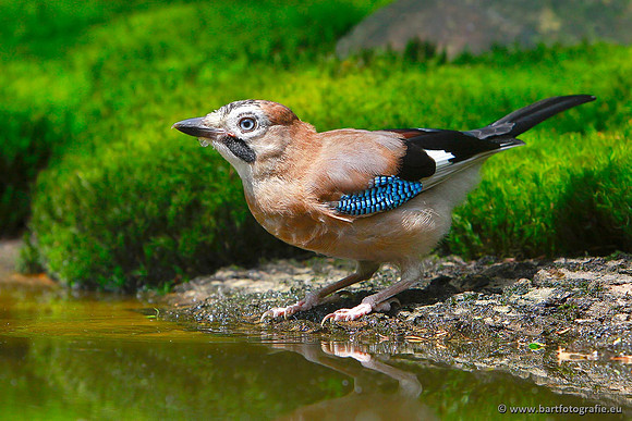 Kraaiachtigen, Bart Fotografie-125