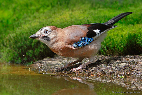 Kraaiachtigen, Bart Fotografie-126