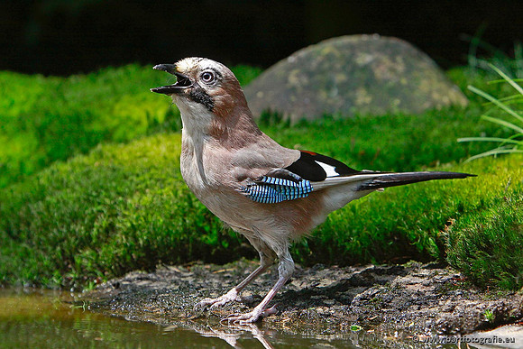Kraaiachtigen, Bart Fotografie-127