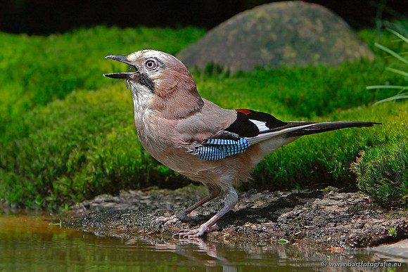 Kraaiachtigen, Bart Fotografie-128