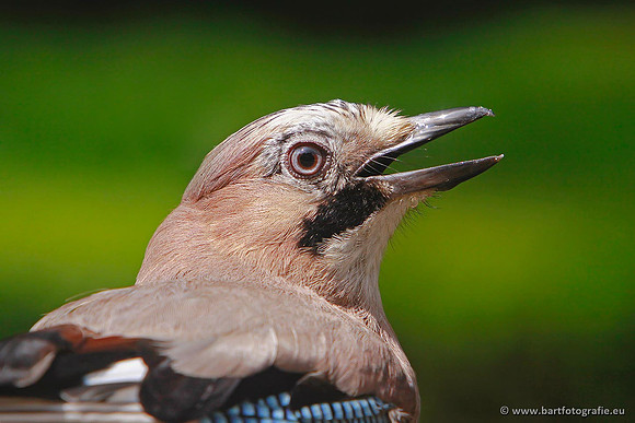 Kraaiachtigen, Bart Fotografie-129