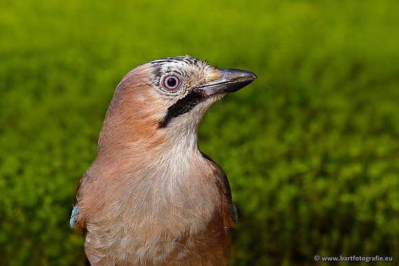 Kraaiachtigen, Bart Fotografie-130