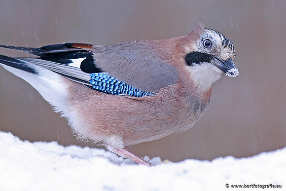 Kraaiachtigen, Bart Fotografie-131