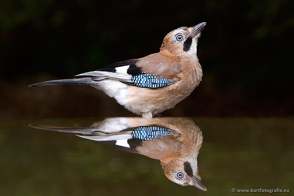 Kraaiachtigen, Bart Fotografie-132
