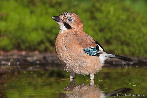 Kraaiachtigen, Bart Fotografie-136