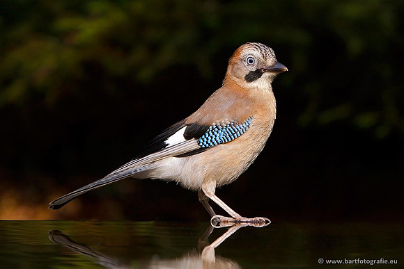 Kraaiachtigen, Bart Fotografie-135