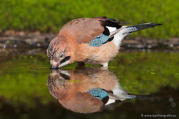 Kraaiachtigen, Bart Fotografie-137