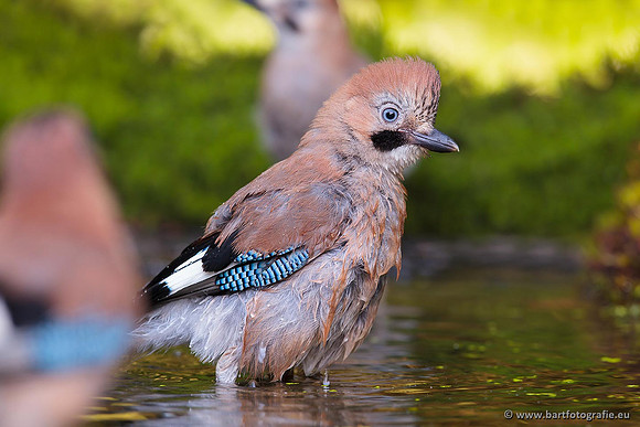 Kraaiachtigen, Bart Fotografie-139