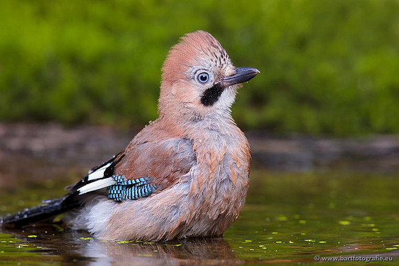 Kraaiachtigen, Bart Fotografie-138