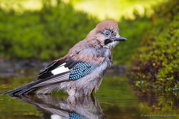 Kraaiachtigen, Bart Fotografie-140