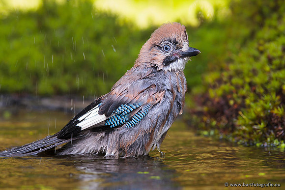 Kraaiachtigen, Bart Fotografie-141