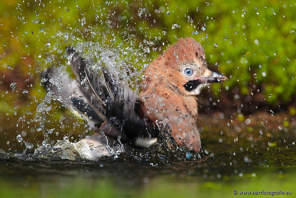 Kraaiachtigen, Bart Fotografie-143