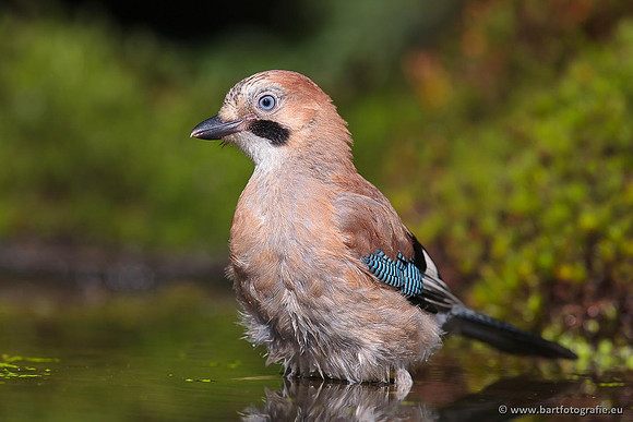 Kraaiachtigen, Bart Fotografie-144