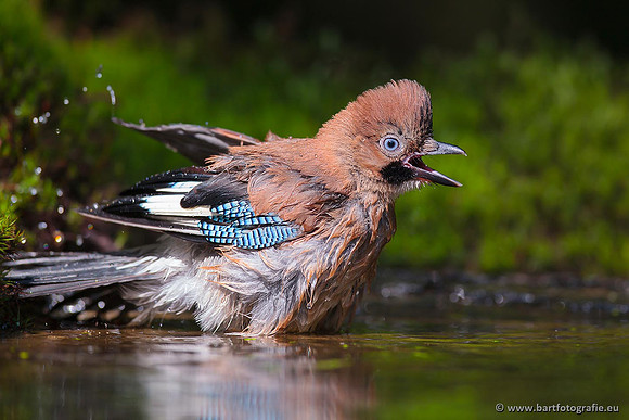 Kraaiachtigen, Bart Fotografie-146