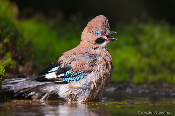 Kraaiachtigen, Bart Fotografie-147