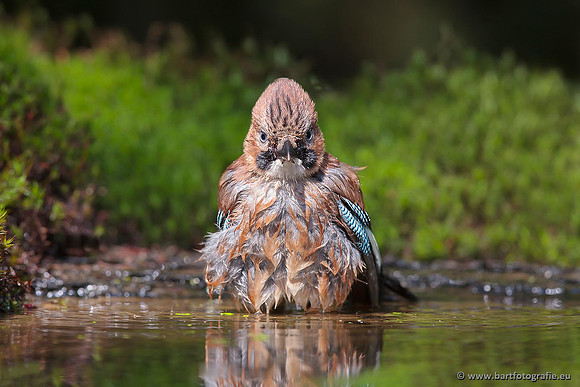 Kraaiachtigen, Bart Fotografie-148