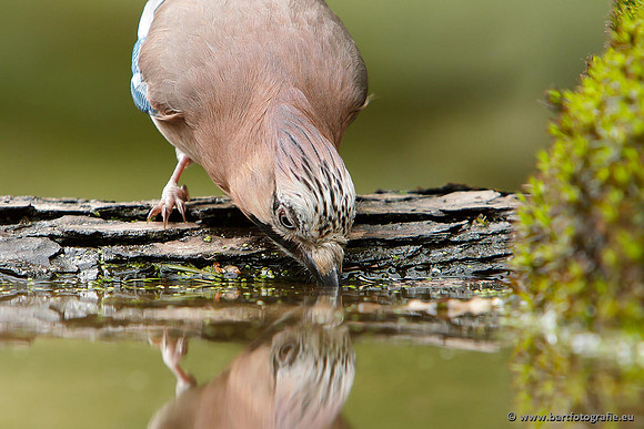 Kraaiachtigen, Bart Fotografie-149