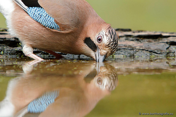 Kraaiachtigen, Bart Fotografie-150