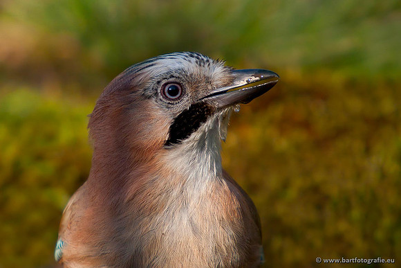 Kraaiachtigen, Bart Fotografie-151